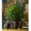 Calinda Tapered Vase, Chocolate