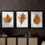 Autumn Leaf Study I - Toile tendue avec châssis sur mesure - 3 pièces-1630811697-1630811662