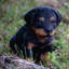 Statue chiot rottweiler assis