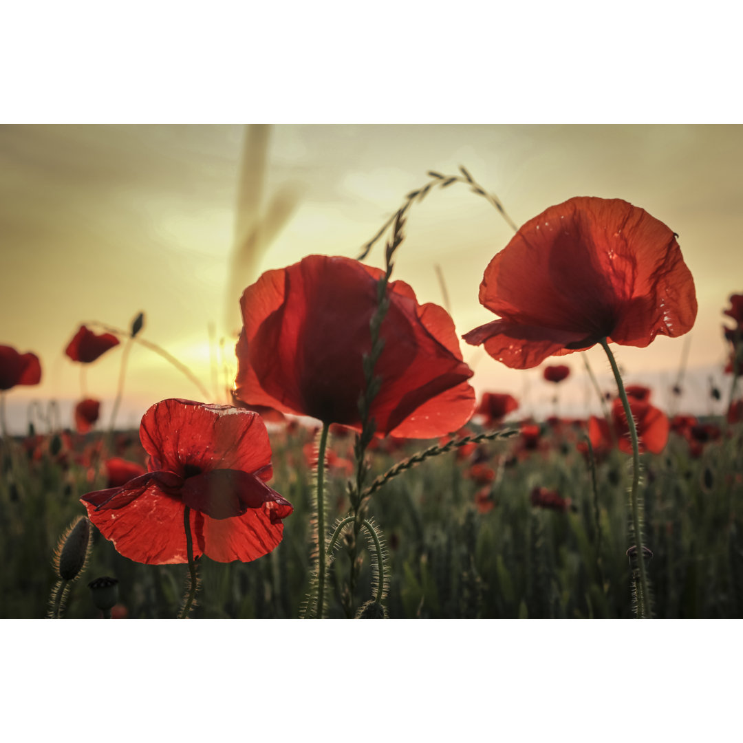 Leinwandbild Drei Mohnblumen im Aapoppy-Feld bei Sonnenuntergang