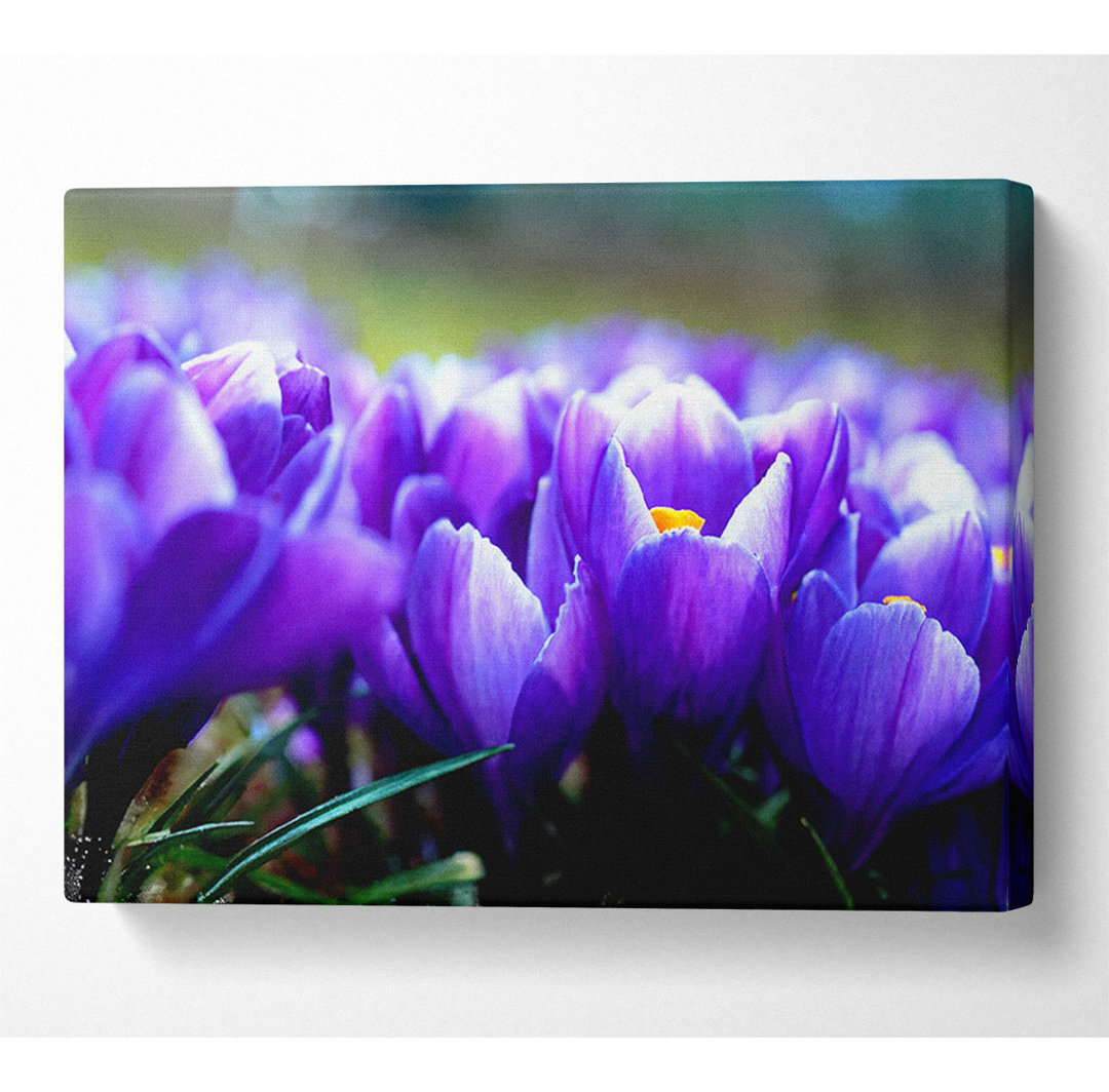 Gerahmtes Wandbild Purple Crocus Garden