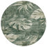 Fern