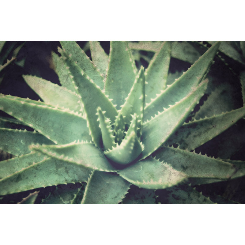 Photo Succulent Ghosty Medium - Wrapped Canvas Print, 30cm H x 46cm W x 3.8cm D