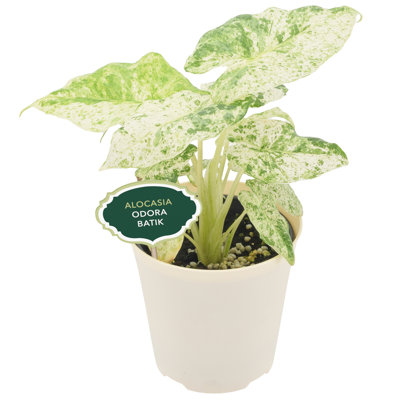 4" Alocasia Odora Batik