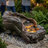 Natural Tree Trunk Outdoor Fountain With LED Lights & 15W ETL Pump
