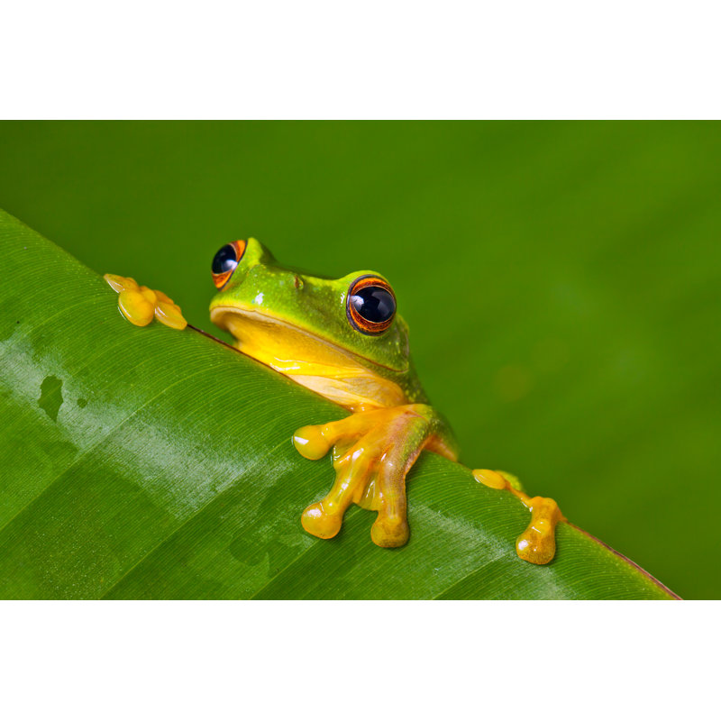 «Cute Colorful Frog» par Jaykayl - Photographie sur toile tendue, L 12 po x H 8 po