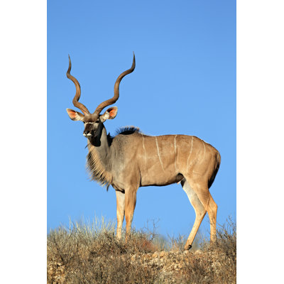 " Kudu Antelope " by Ecopic