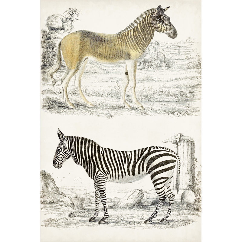 Journal of Natural History I 1 Piece Wrapped Canvas Wall Art, 30cm H x 20cm W x 3.8cm D