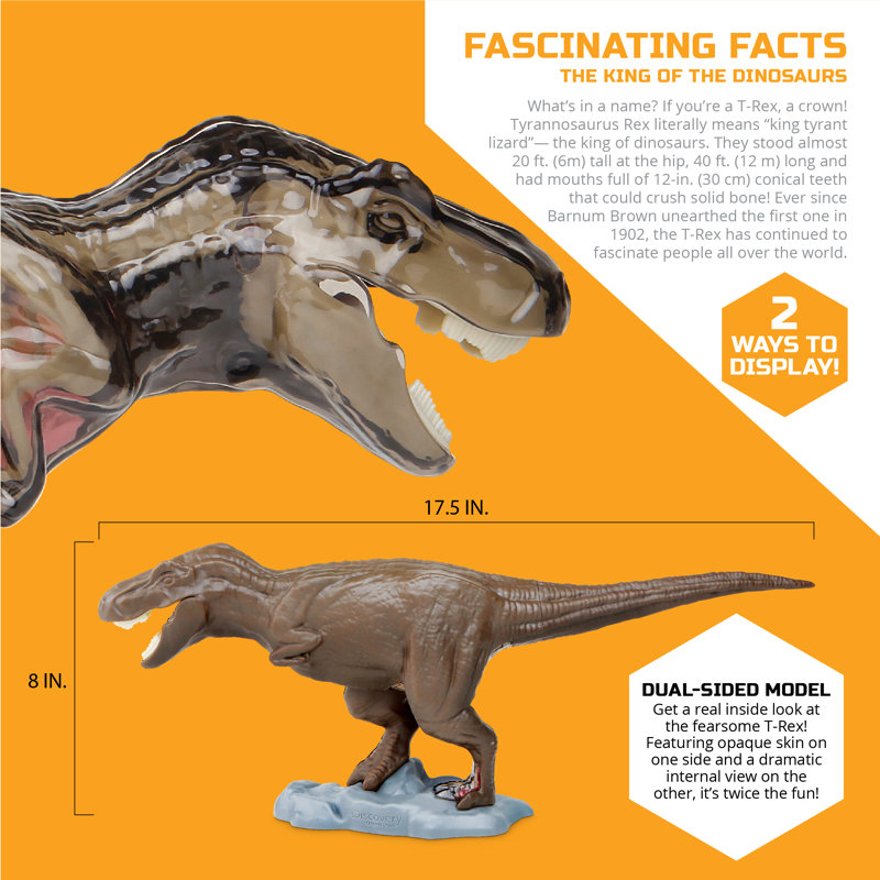 Ensemble Anatomy T-Rex