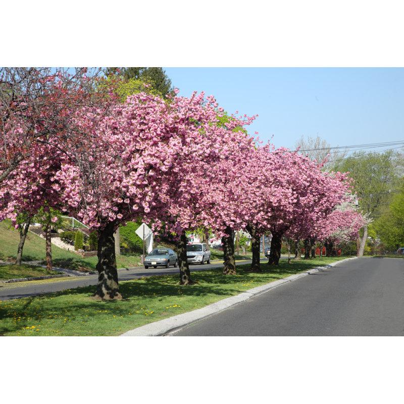 Cherry Blossom Trees by Georgeolsson - No Frame Print on Canvas, 30cm H x 46cm W