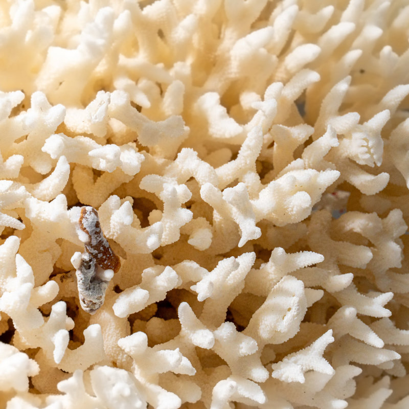 Genuine Birds Nest Coral ( 3.5 Lbs), 10" H x 10" W x 7" D