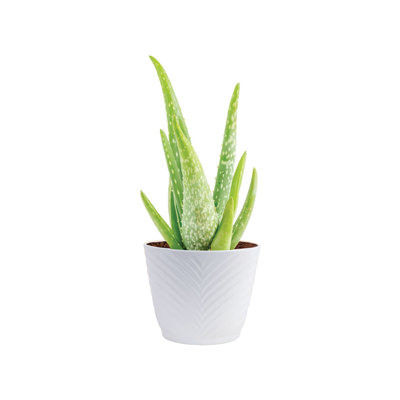 Aloe Succulent in Planter