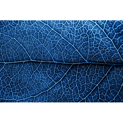 Leonora Autumn Blue Leaf 1 Piece Wrapped Canvas Wall Art
