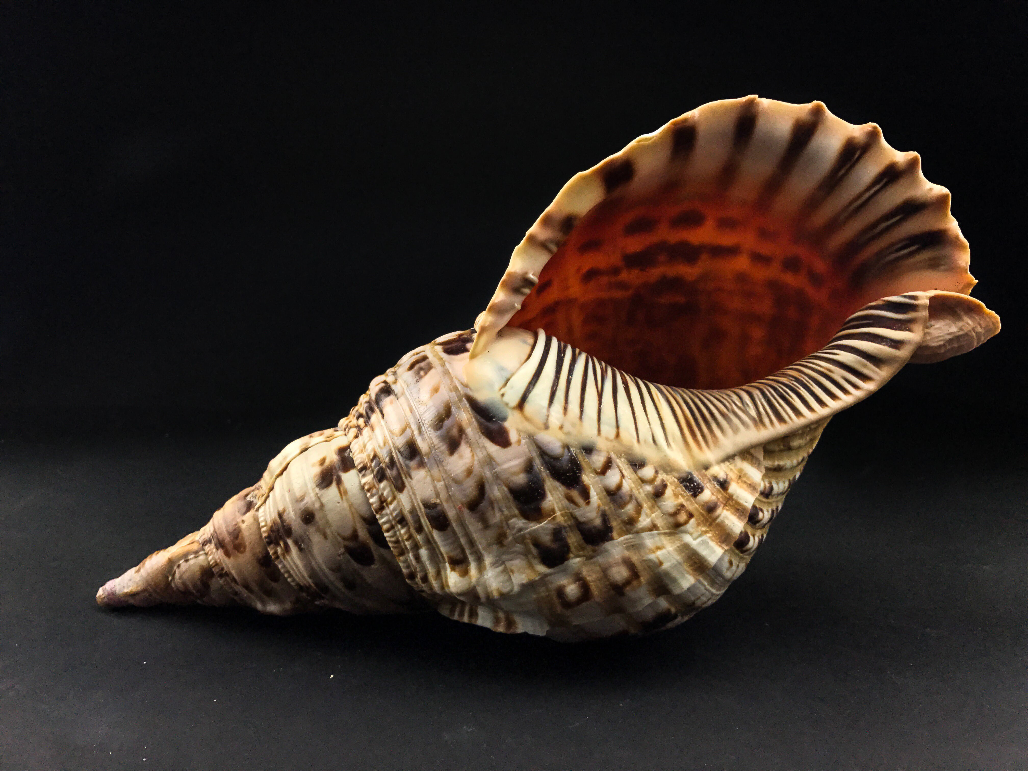Astro Gallery of Gems Genuine Atlantic Triton Shell (1.6 Lbs) | Perigold