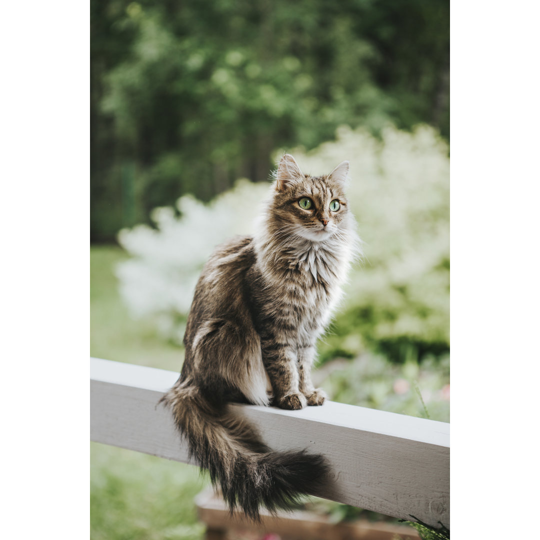 Katze auf der Terrasse von Sergeeva - Druck auf Leinwand ohne Rahmen