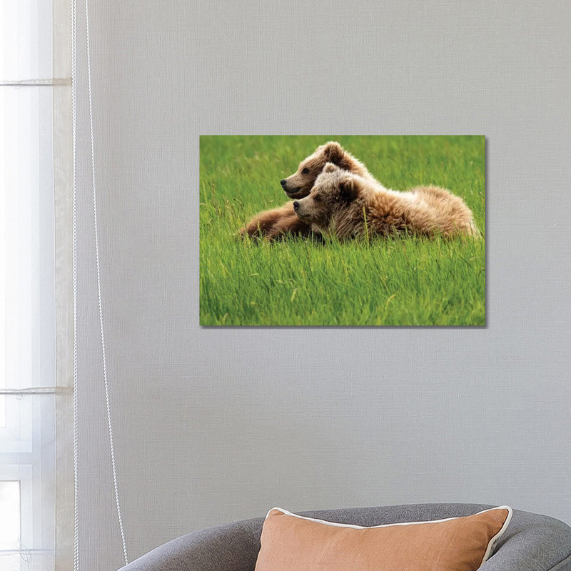Two Grizzly Bears On Grass, Alaska, Usa by George Theodore - Wrapped Canvas Print, 66.04 cm H x 45.72 cm W x 1.91 cm D