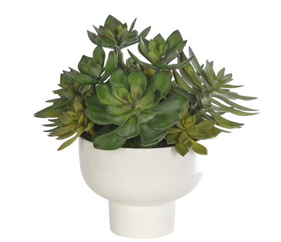 Succulent, Gray Green, Footed Ceramic Bowl