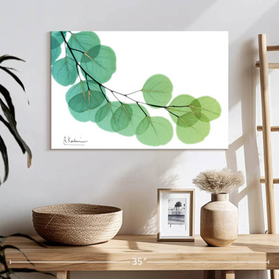 Eucalyptus doré Harnek