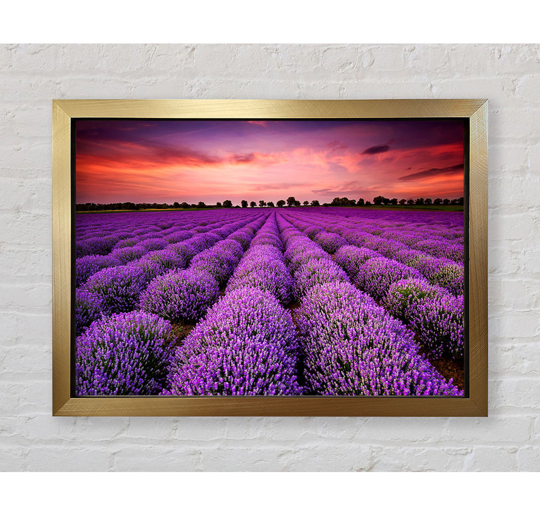 Gerahmtes Leinwandbild Lavender Fields