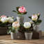 Arrangement de roses
