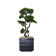 Aislin 37" Artificial Bonsai Tree in Planter
