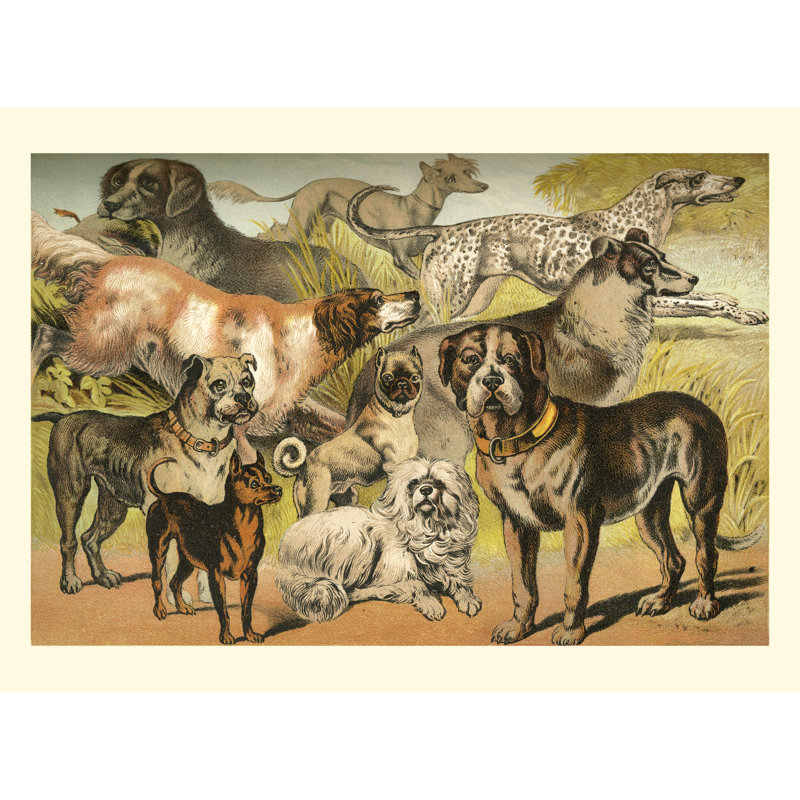 Johnsons Dog Breeds II by Henry J. Johnson - Wrapped Canvas Print, 30cm H x 46cm W x 3.8cm D