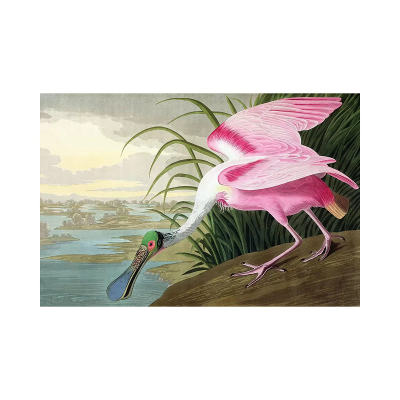 Spatule rosée, Platalea, 1836 - Giclée sur toile tendue avec châssis, H 26 po x l 40 po