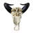 Real Female Cape buffalo Skull