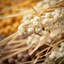 Petersen Wheat Bush