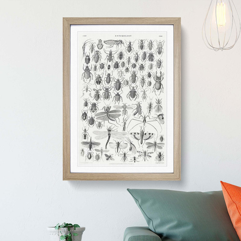 Study of Insects XXXIX by Oliver Goldsmith - Framed Print, Oak Framed, 48cm H x 36cm W x 2cm D