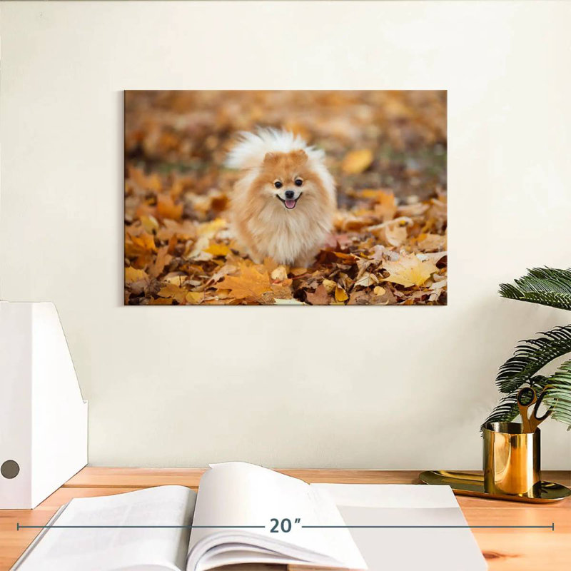 Spitz allemand Brampt sur une promenade d'automne, H 8 po x l 12 po