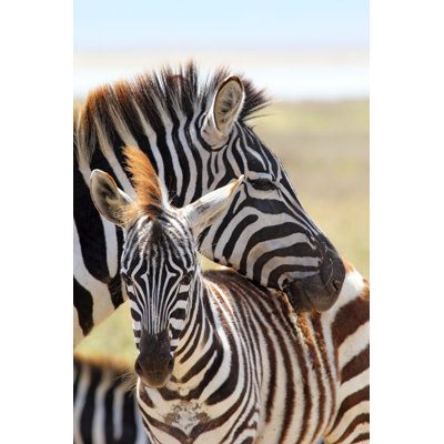 Baby Zebra With Mother 1 Piece Wrapped Canvas Wall Art