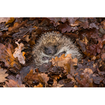 " European Hedgehog. " by Anne Coatesy