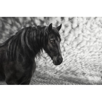 " Equine Portrait III " by PHBurchett