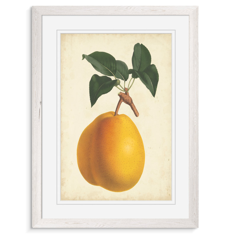« antique poirier botanique ii » par paul cezanne-cadre photo, reproduction d’art, H 22 po x l 30 po x P 1 po