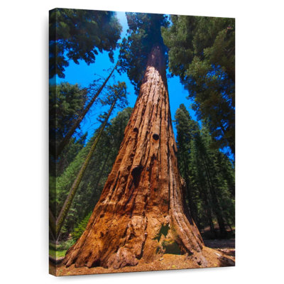 Alvord Towering Sequoia Tree