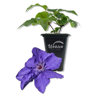 Clematis Lindsay - Live Starter Plant in a 2 Inch Growers Pot - Starter Plants Ready for The Garden - Rare Clematis for Collectors