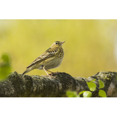 " Tree Pipit In Yellow "