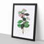 Milkweed Flowers - Picture Frame Painting Print-55601844-55601848
