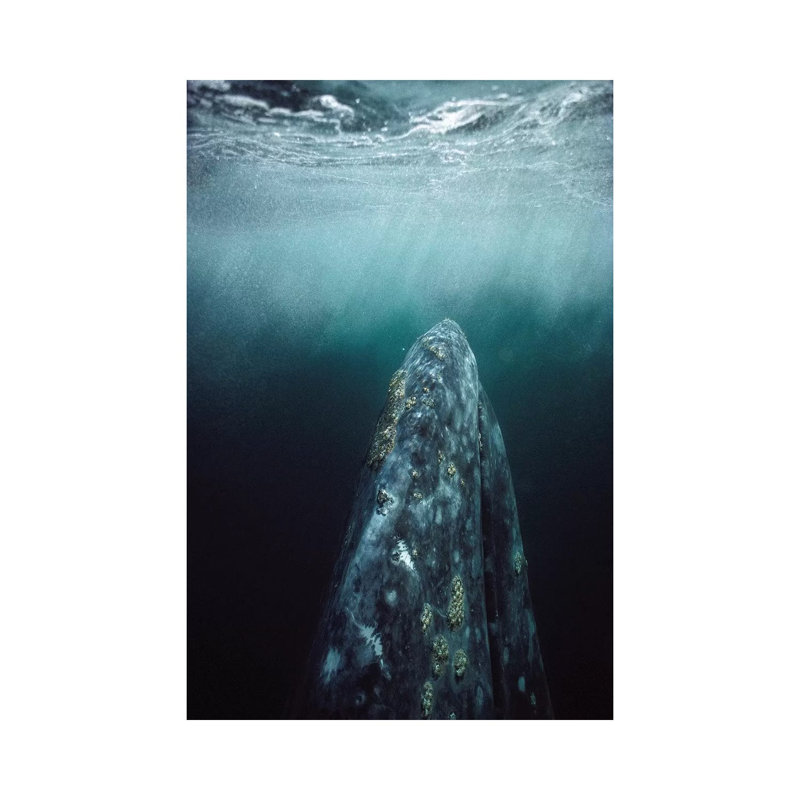 Grey Whale Adult Underwater In Breeding Lagoon, Magdalena Bay, Baja California, Mexico by Tui De Roy - Wrapped Canvas Print