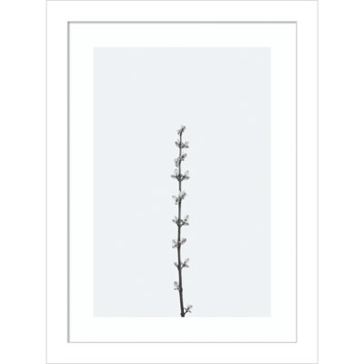 Retro Tennessee Botanical No 1 by Adela - Single Picture Frame Photograph