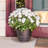 Saucer Plant Stand-32260094