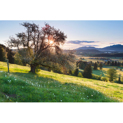 Summer Meadow par Wingmar