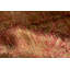Damask Area Rug in Rust/Gold