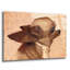 «Profile-Chihuahua» par Thomas Fluharty-2049822216