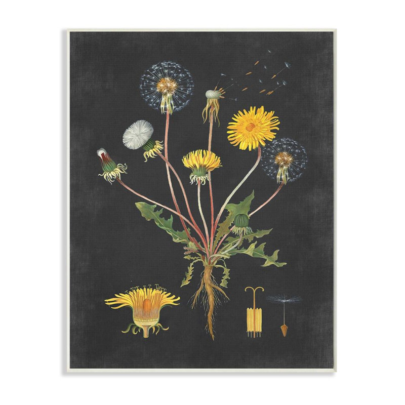 «Botanical Dessin Dandelion On Black Design», impression, Plaque murale, H 15 po x l 10 po