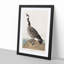 Hutchins Barnacle Goose by John Audubon - Picture Frame Painting Print-55578929-55578926