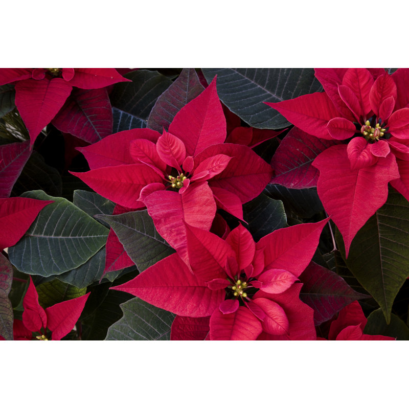 Poinsettia Plant Flower - Wrapped Canvas Print, 51cm H x 76cm W x 3.8cm D