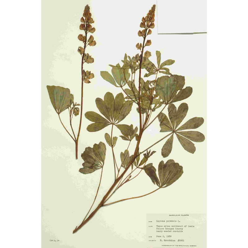 Herbier 2, H 18 po x l 12 po, Non, Toile tendue