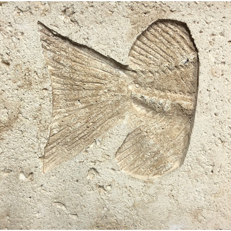 6" x 6" SeaStone Fish Tail Fossil Bevel Edge Medallion Tile in Buff